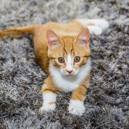 Simple Solution Extreme Stain & Odor Remover(Cat) 500ml